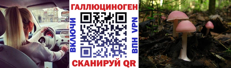 Псилоцибиновые грибы Cubensis  Купить где  Разумное 